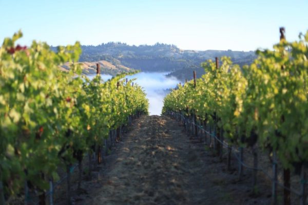 Live from the Vines: Kutch Wines