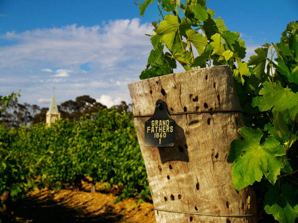 Live From the Vines: Henschke