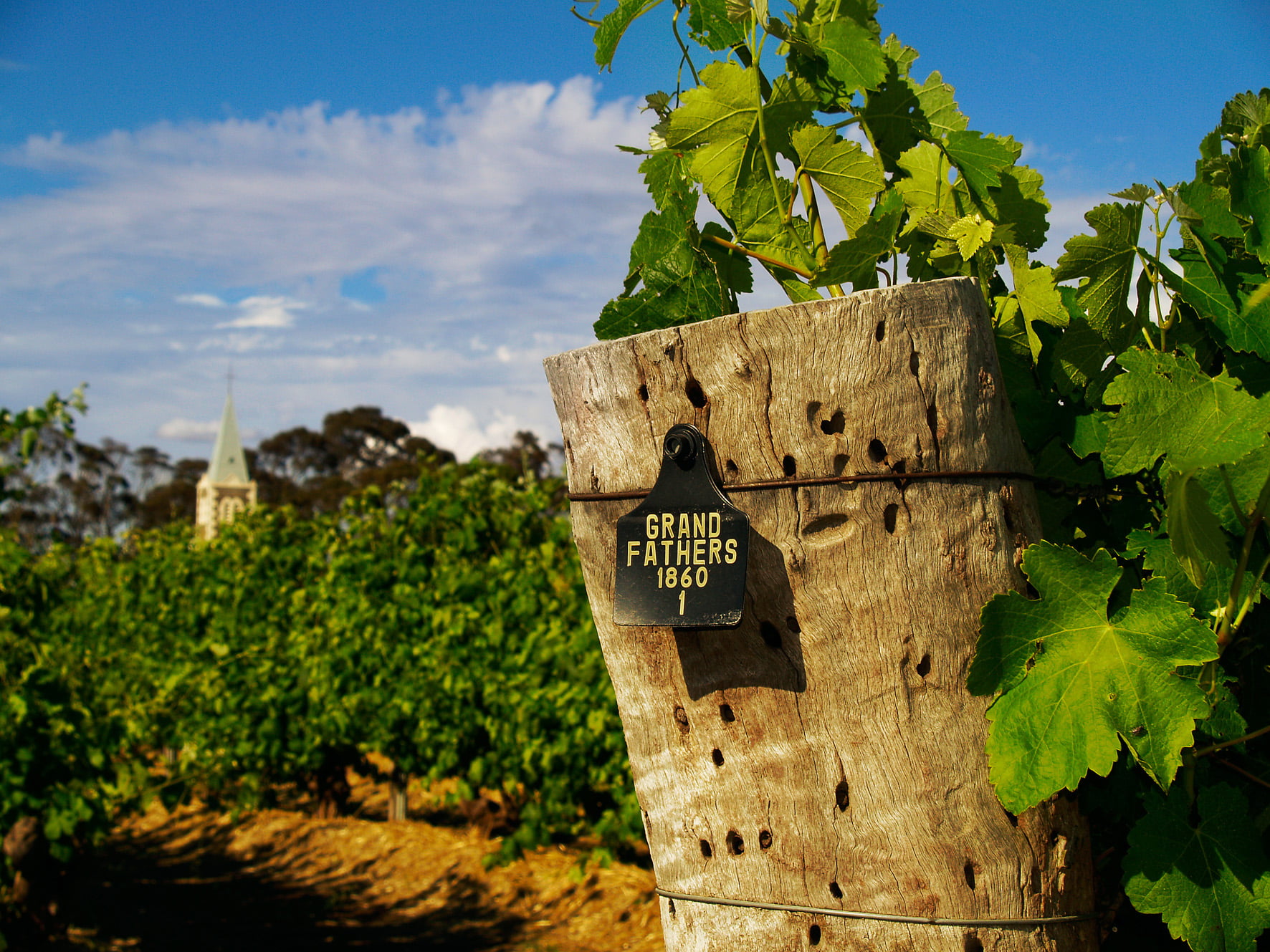 Live From the Vines: Henschke