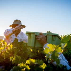 Live from the Vines: Inglenook