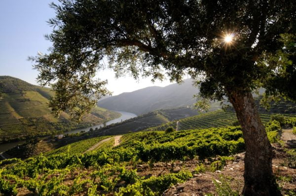 Live From the Vines: Symington Family Estates