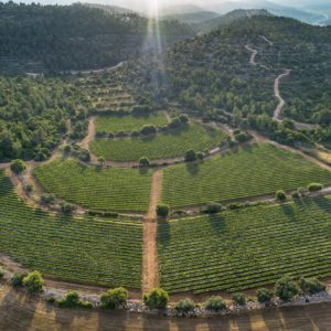 Live from the Vines: Tzora Vineyard