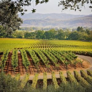 Live From the Vines: Staglin Family Vineyard