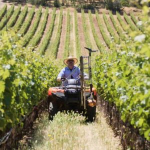 Live from the Vines: Colgin Cellar