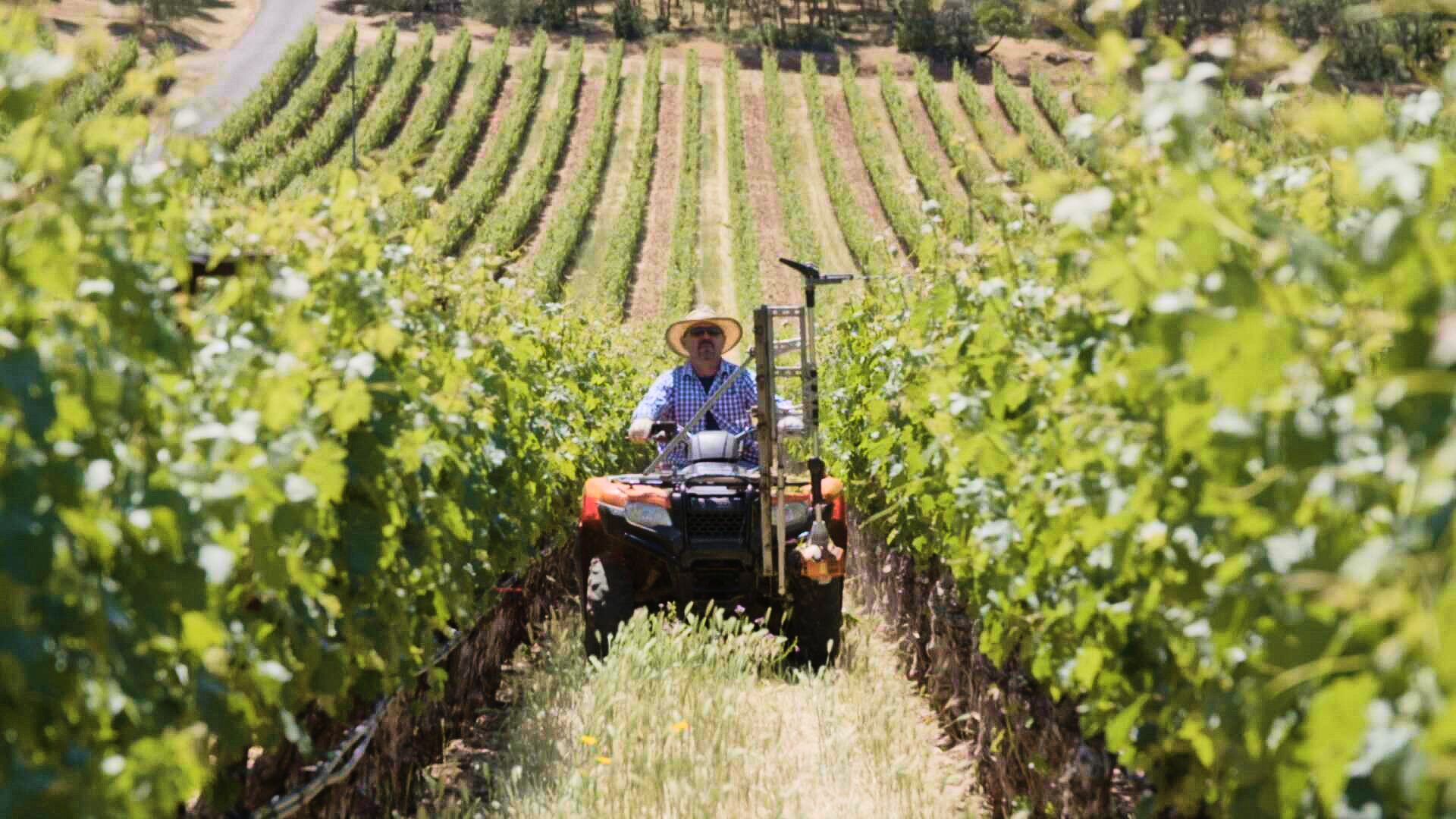 Live from the Vines: Colgin Cellar