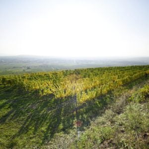 Live From the Vines: Weingut Hirsch