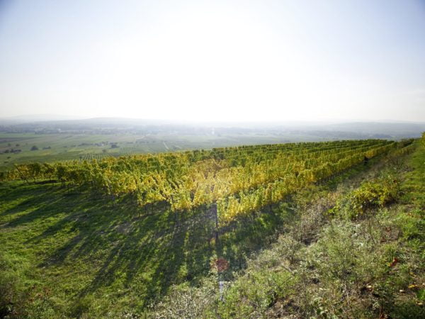 Live From the Vines: Weingut Hirsch