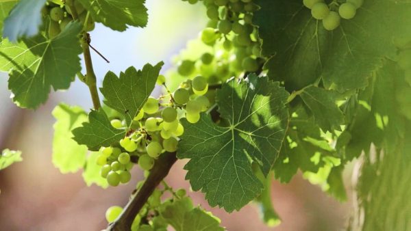 Live from the Vines: Château d'Esclans