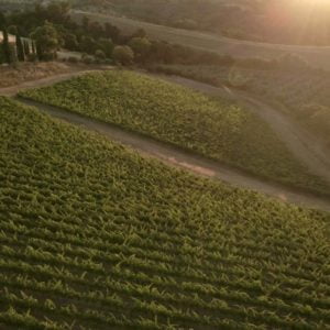 Live from the Vines: Fattoria Le Pupille