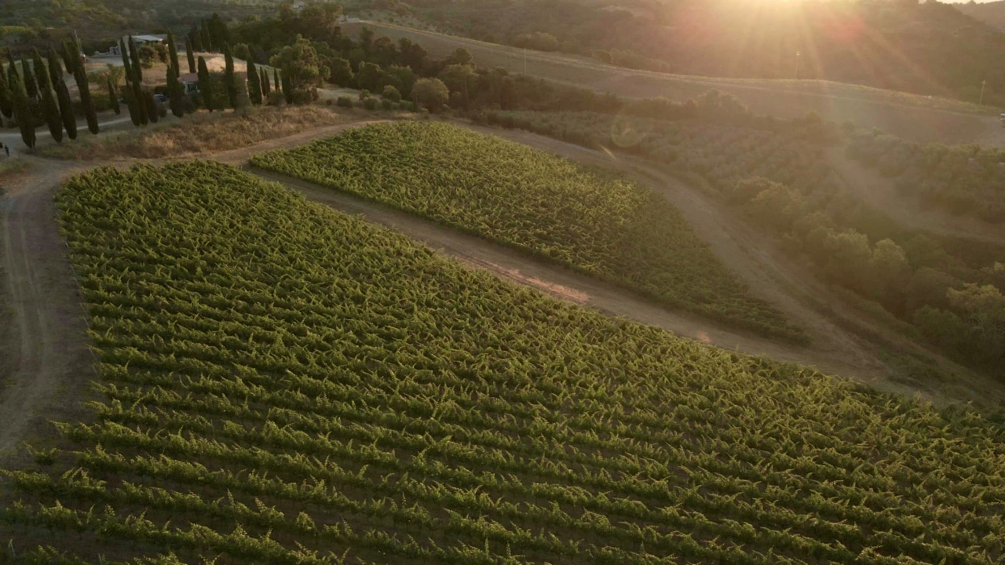 Live from the Vines: Fattoria Le Pupille