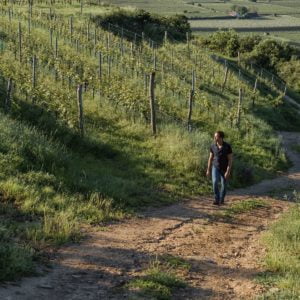 Allram Estates Kamptal Masterclass - Monday 6th February