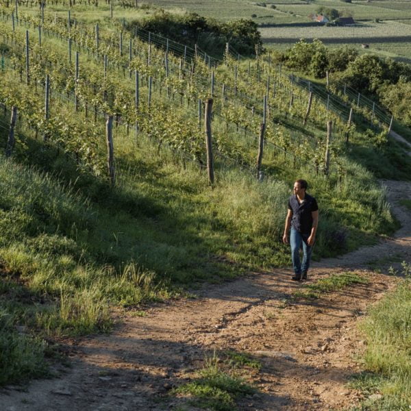 Allram Estates Kamptal Masterclass - Monday 6th February