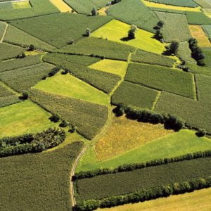 Into the Vines Through the Wines of Friuli-Venezia Giulia - Tuesday 21st February