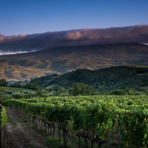 Brunello 2018 Walkaround Tasting with Honest Grapes - Wednesday 15th February