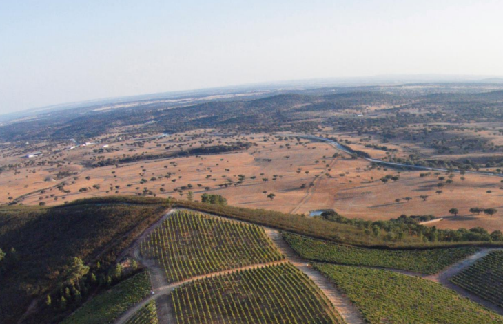 Landscape of Portugese vineyards