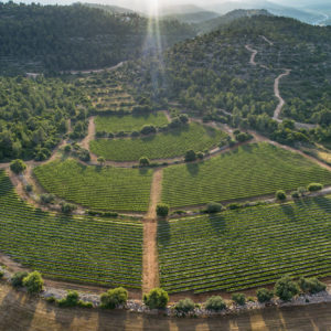 Tzora Vineyards - Landscape of Shoresh Vineyard -