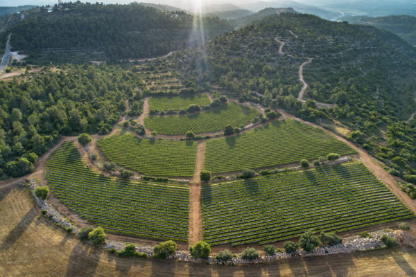 Tzora Vineyards - Landscape of Shoresh Vineyard -