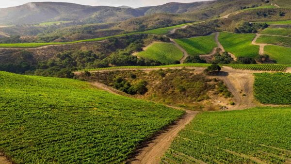 The Hilt - Vineyards, landscape image
