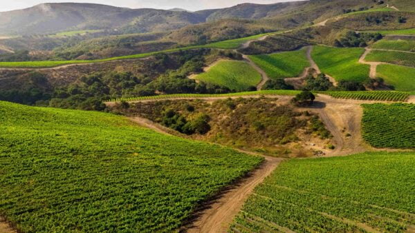 The Hilt - Vineyards, landscape image