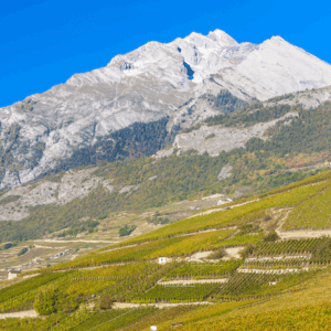 Walkaround tasting of Swiss wines  – Monday 10th November