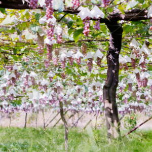 Explore the Koshu wines of Japan - Wednesday 4th February