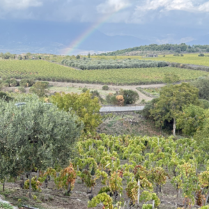 Exploring Etna with wild winemaker Frank Cornelissen - Wednesday 18th March