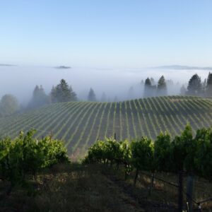 Intimate dinner with Jasmine Hirsch of California’s pioneering Hirsch Vineyards - Monday 20th April