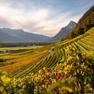 The Pinot Noir you didn’t know you were missing - Friday 12th June