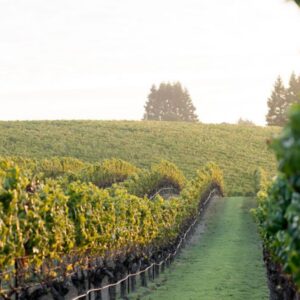 Standout California Chardonnay & Pinot Noir with Kistler winemaker Jason Kesner - Tuesday 2nd June