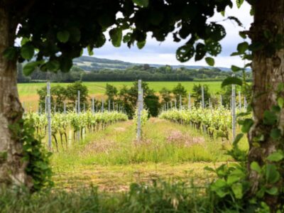 A day trip to Domaine Evremond hosted by co-owner Patrick McGrath MW