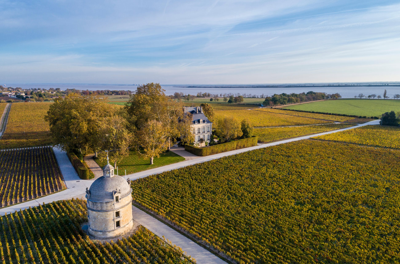 Rows of vines in the Bordeaux Médoc