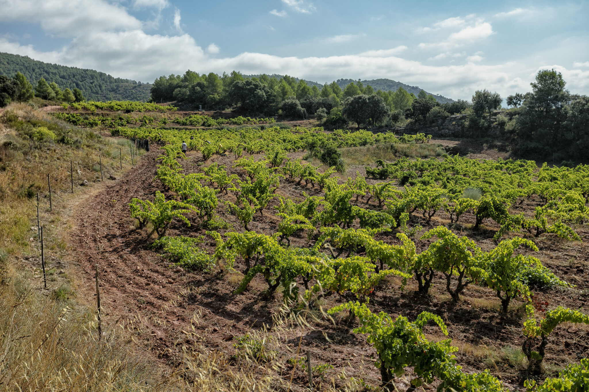 Cult-status Priorat with Terroir al Límit - Thursday 29th October